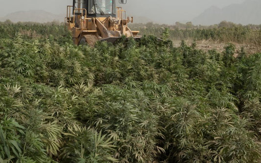 The History of Cannabis Cultivation, Processing, and Use in Morocco