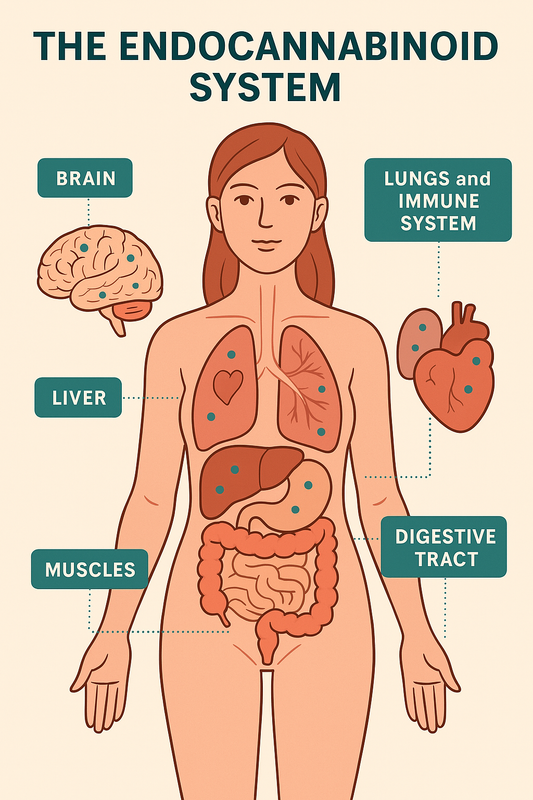 Understanding the Endocannabinoid System (ECS)